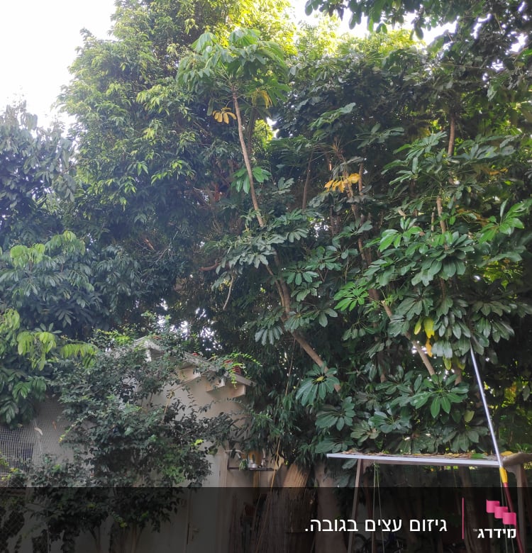 עץ גבוה עם עלים ירוקים, כלי גיזום ארוך